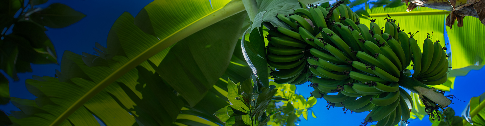 Bananeiras vistas de baixo
