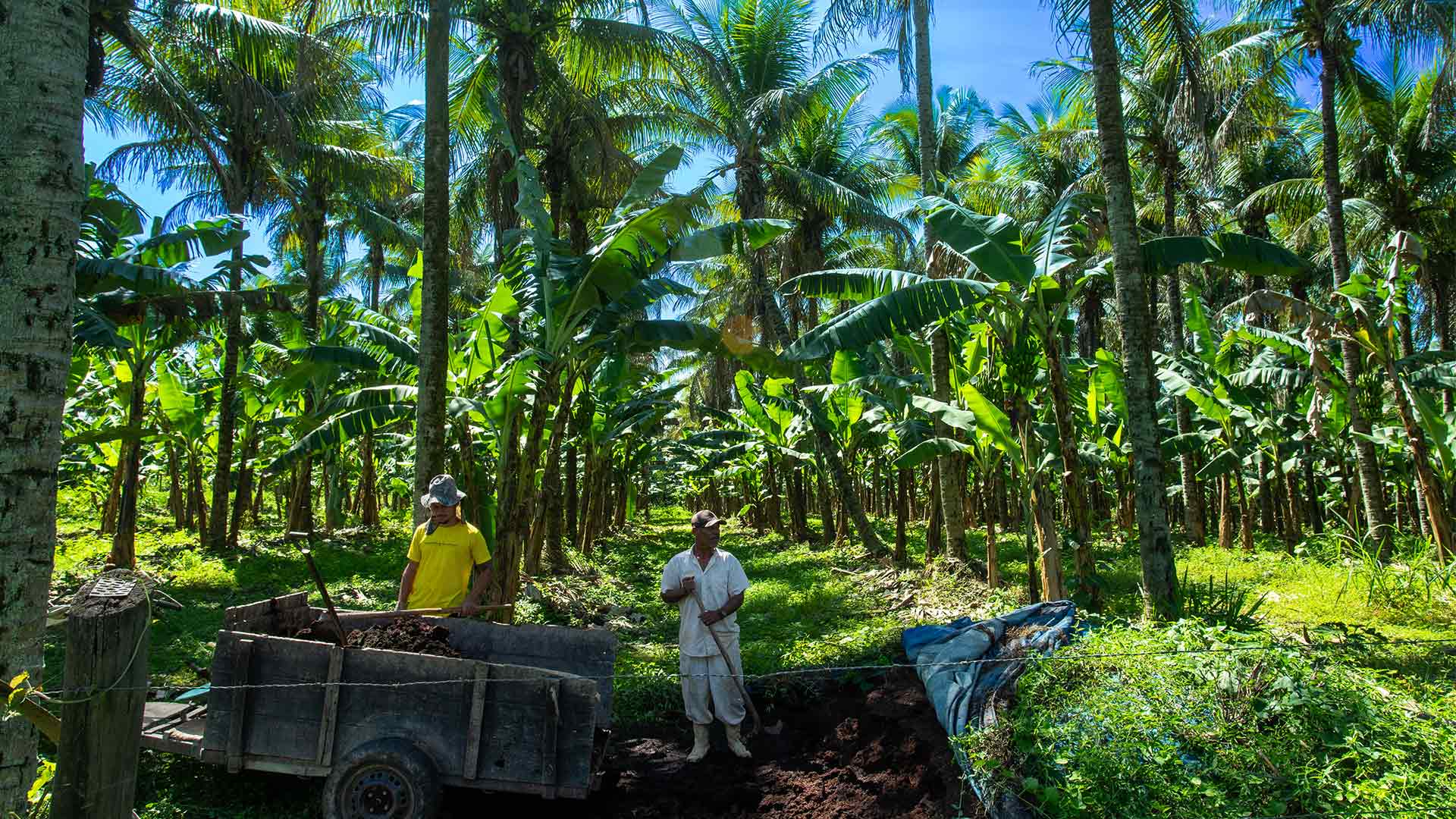 Plantação de bananas